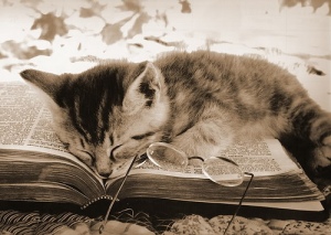 kitty sleeps on book